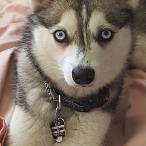 Meet your Posher, Dianne